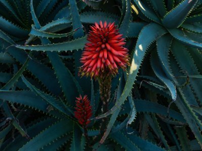 Mexiko Tiere: Eine Übersicht über die einzigartige Tierwelt in Mexiko 5 Bromelia - Kolumbien Individual