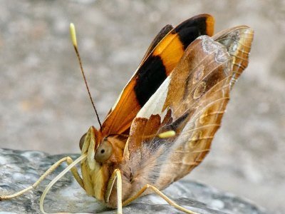 Mexiko Tiere: Eine Übersicht über die einzigartige Tierwelt in Mexiko 10 Cerro de Las Mitras Monterrey - Kolumbien Individual
