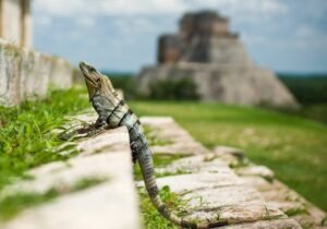 Mexiko Flugzeit: Flugdauer nach Mexiko Stadt & Cancún 20 Mexiko tiere - Kolumbien Individual