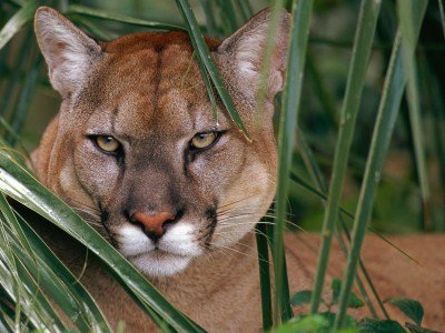 Mexiko Tiere: Eine Übersicht über die einzigartige Tierwelt in Mexiko 9 PUMA - Kolumbien Individual