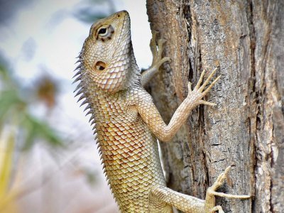 Mexiko Tiere: Eine Übersicht über die einzigartige Tierwelt in Mexiko 8 igunana - Kolumbien Individual
