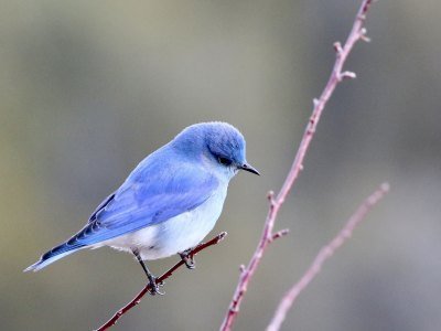 Mexiko Tiere: Eine Übersicht über die einzigartige Tierwelt in Mexiko 11 john duncan wFdCFmY JS4 unsplash - Kolumbien Individual