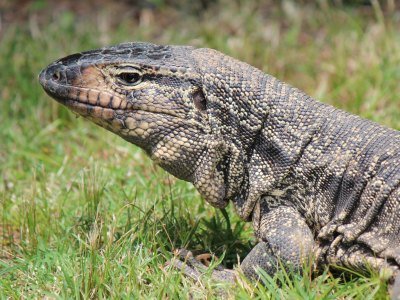 Mexiko Tiere: Eine Übersicht über die einzigartige Tierwelt in Mexiko 2 lagarto - Kolumbien Individual