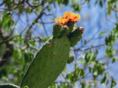Mexiko Tiere: Eine Übersicht über die einzigartige Tierwelt in Mexiko 6 nopal hidalgo - Kolumbien Individual