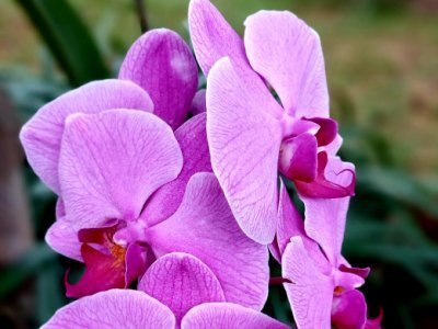 Mexiko Tiere: Eine Übersicht über die einzigartige Tierwelt in Mexiko 7 orquidea - Kolumbien Individual