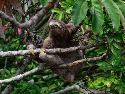 Mexiko Tiere: Eine Übersicht über die einzigartige Tierwelt in Mexiko 3 oso perezoso - Kolumbien Individual