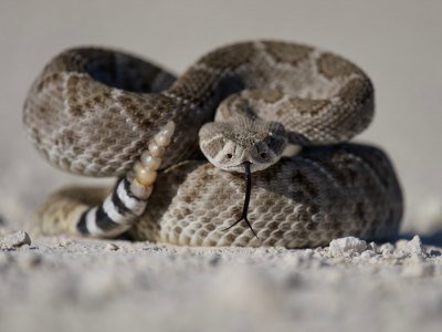 Mexiko Tiere: Eine Übersicht über die einzigartige Tierwelt in Mexiko 12 serpiente cascabel - Kolumbien Individual