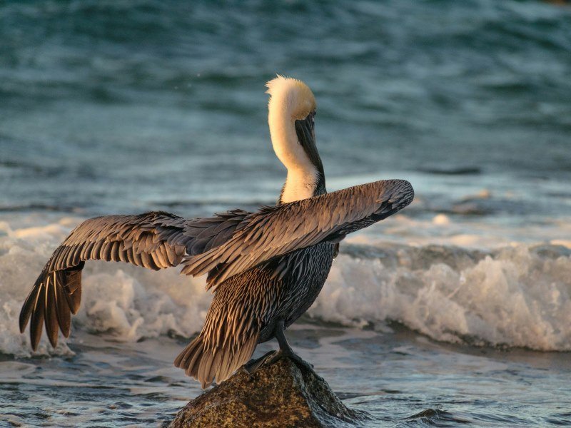 Die schönsten Mexiko Inseln: Paradiesische Ziele für Ihren Traumurlaub 30 Isla Contoy 1 - Kolumbien Individual