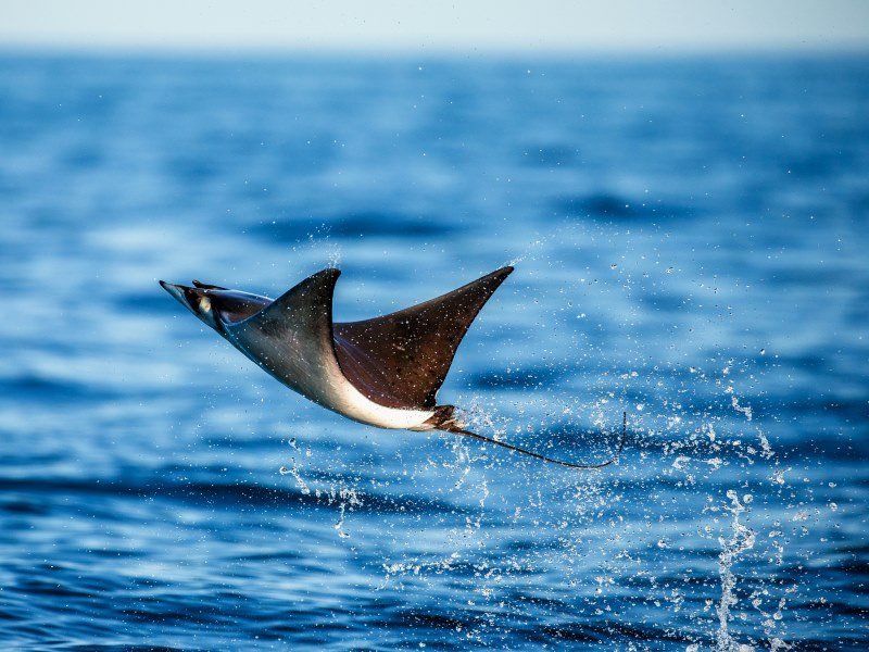 Mexiko Schnorcheln und Tauchen - Die besten Spots für Ihre Rundreise: Unterwasserparadiese entdecken 16 Adlerrochen - Kolumbien Individual