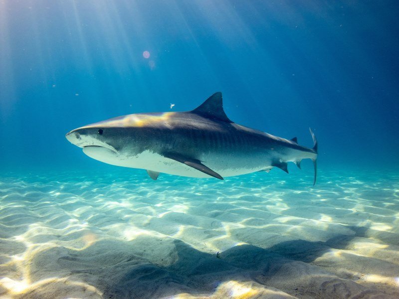 Mexiko Schnorcheln und Tauchen - Die besten Spots für Ihre Rundreise: Unterwasserparadiese entdecken 35 Bullenhaie - Kolumbien Individual