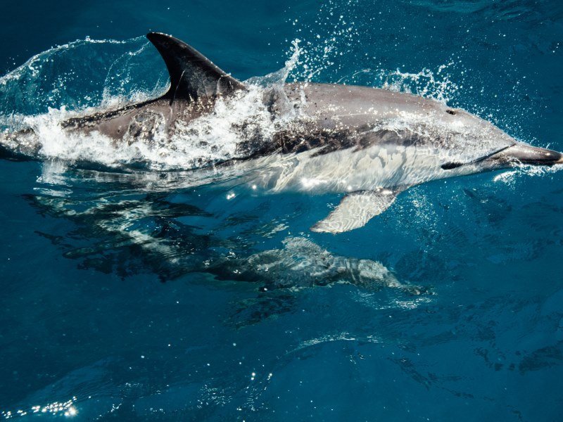 Mexiko Schnorcheln und Tauchen - Die besten Spots für Ihre Rundreise: Unterwasserparadiese entdecken 33 Delfine Bucht von La Paz - Kolumbien Individual