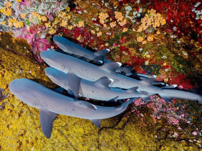 Mexiko Schnorcheln und Tauchen - Die besten Spots für Ihre Rundreise: Unterwasserparadiese entdecken 31 Revillagigedo Inseln - Kolumbien Individual