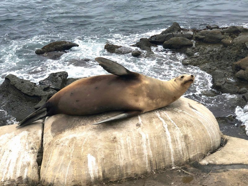 Mexiko Schnorcheln und Tauchen - Die besten Spots für Ihre Rundreise: Unterwasserparadiese entdecken 29 Seeloewen 1 - Kolumbien Individual