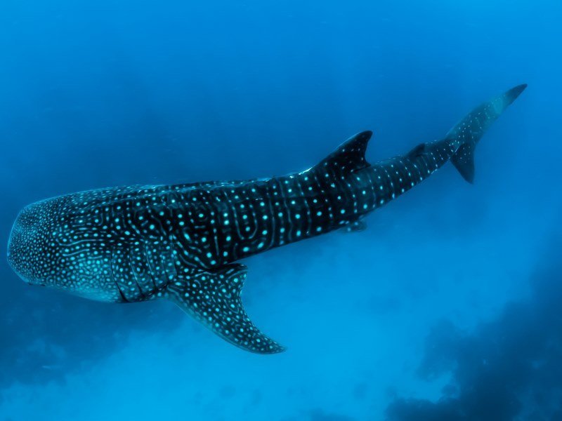Mexiko Schnorcheln und Tauchen - Die besten Spots für Ihre Rundreise: Unterwasserparadiese entdecken 17 Walhai Begegnungen Bucht von La Paz 1 - Kolumbien Individual